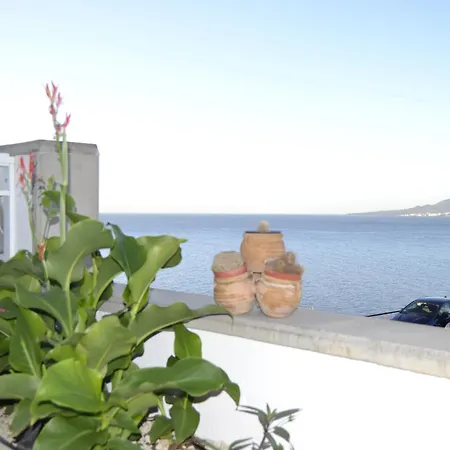 Ayari * Tabaiba